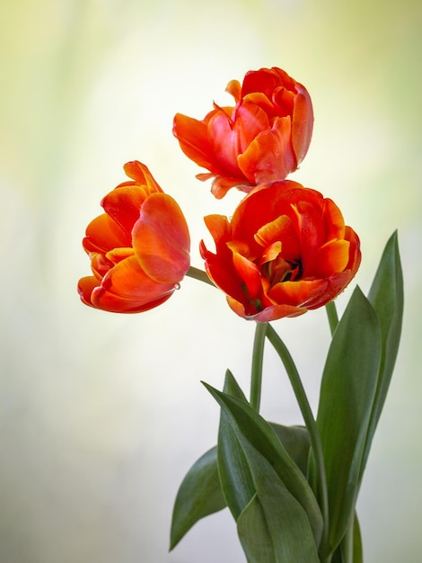 Three beautiful fresh tulips closeup