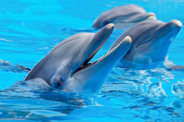 Photo three beautiful and funny dolphins