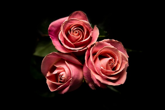 Three beautiful pink rose flowers Isolated object on black background