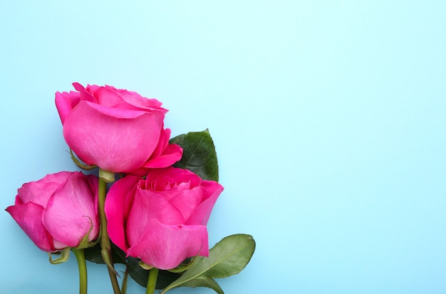 Three beautiful pink roses on blue copyspace