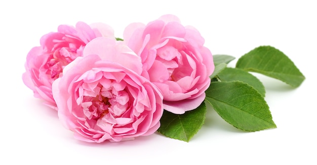 Three beautiful pink roses isolated