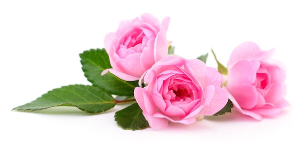 Three beautiful pink roses isolated.