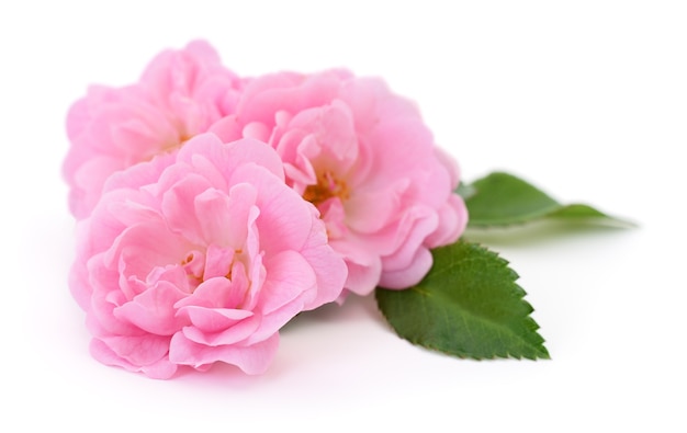 사진 흰색 바탕에 3 개의 아름 다운 핑크 장미입니다.