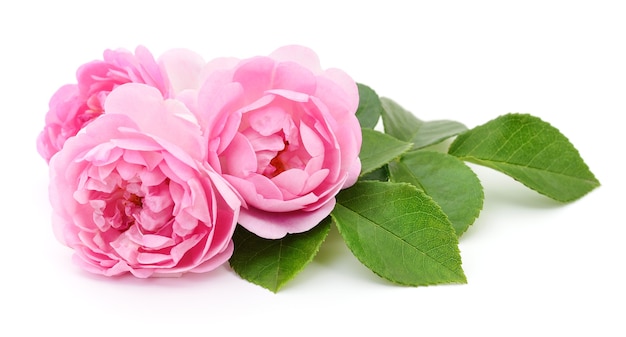 Three beautiful pink roses on a white background.