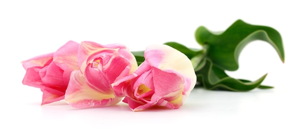 Три красивых розовых тюльпана изолированы