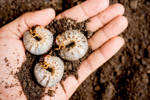 人間の手の中に3つのカブトムシ。