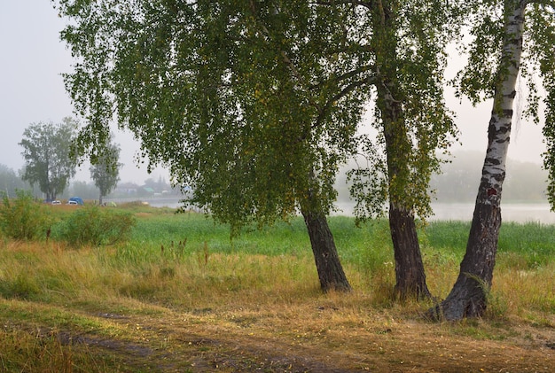 Three birches on the lake shore