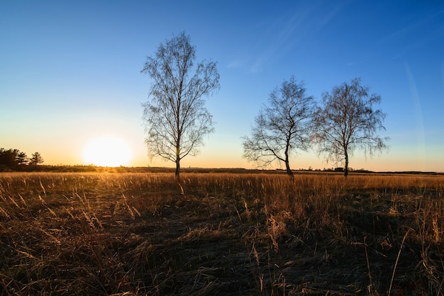 Three birches in a Sunny sunset in a field