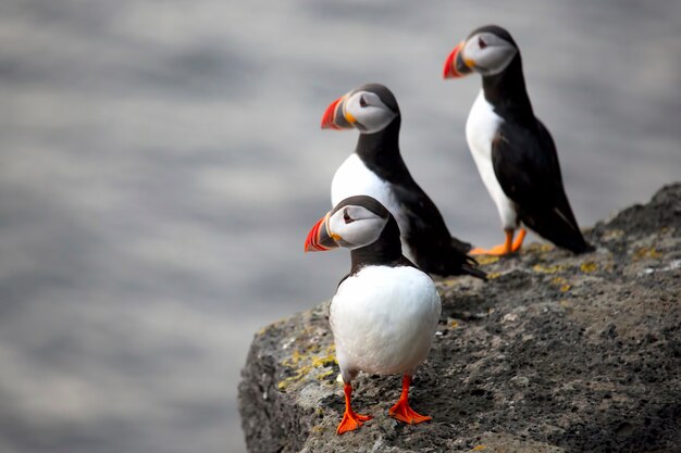 Three birds puffins sitting on a cliff of Iceland
