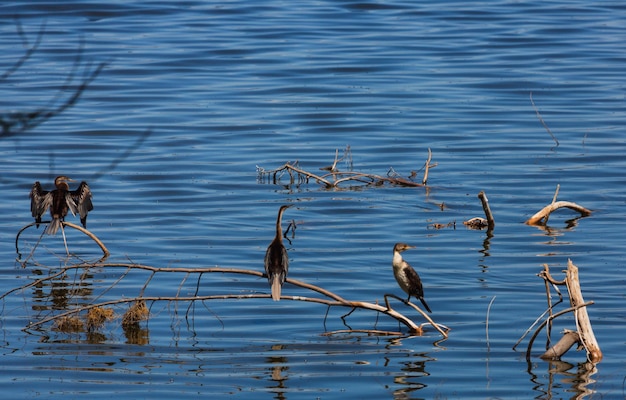 Foto tre uccelli seduti sulle parrucche di un albero morto nell'acqua blu. lago nakuru. kenya