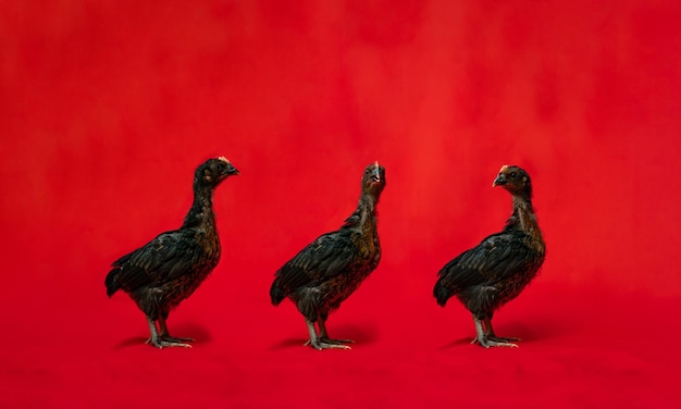 Three Black Chicken staat op de rij voor een rode doekachtergrond