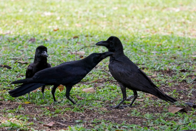 地面に3羽の黒い羽のカラスの鳥