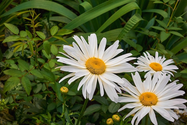 Three blooming white daisies closeup on a green background