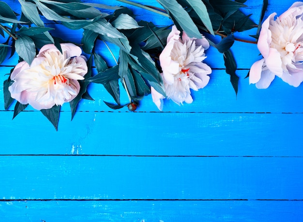 Three blooming white peonies 