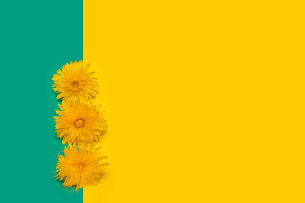 Three blooming yellow dandelions on a yellow and green background, close-up, copy of space, minimalism. Can be used as a design element, cover, postcard