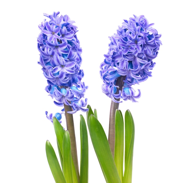 Three blue flowers hyacinthes with green leaves isolated on white