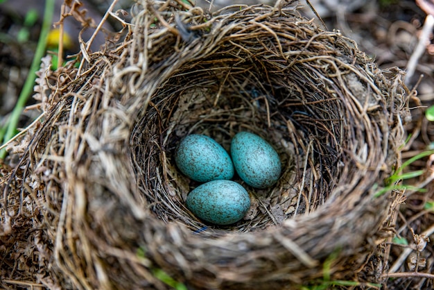 Three bluish blackbird eggs in one nestxA