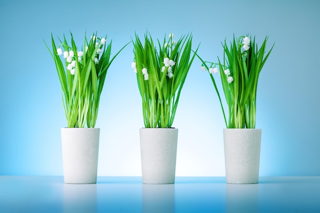 Three bouquets of lily of the valley in a pots on blue background. Spring concept.