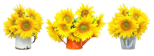 three bouquets of sunflowers on a white background