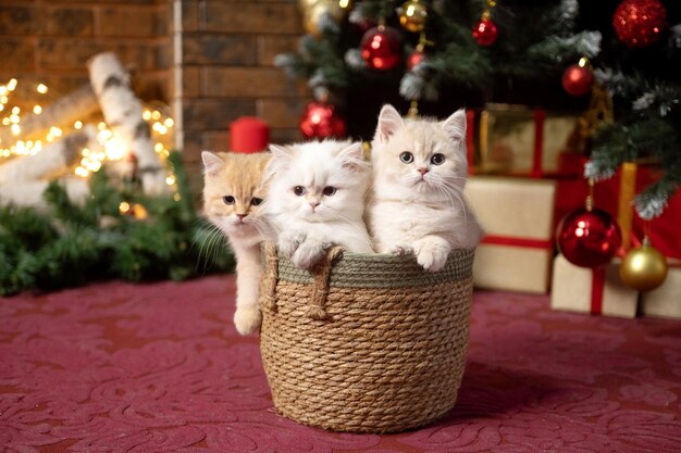 Three British chinchilla kittens are sitting in a basket under a Christmas tree with gifts