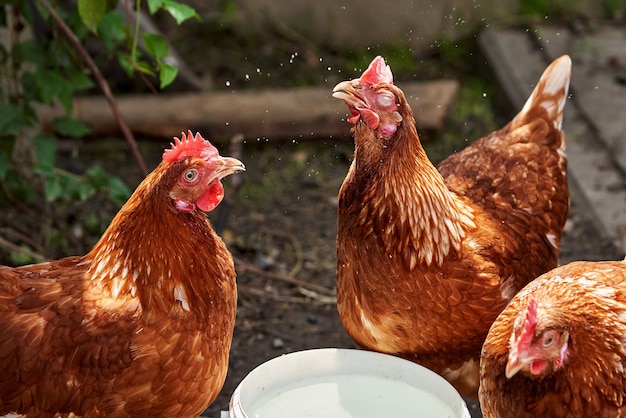 Three brown chickens near a bowl of water