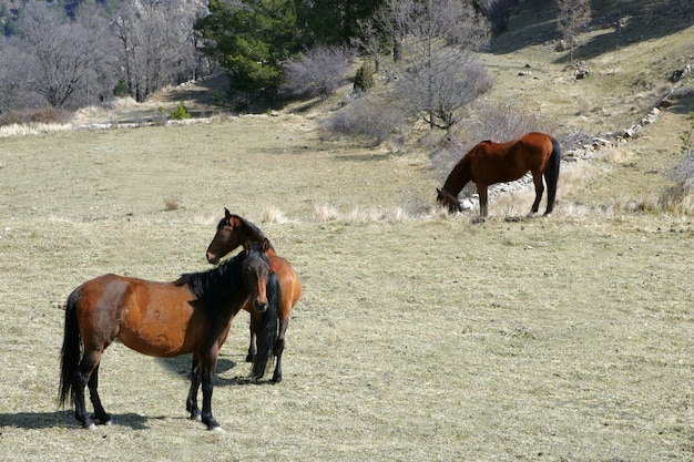 写真 3つの茶色の馬が畑で食べる