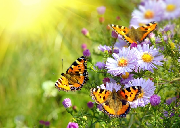 写真 庭に咲く花の上に 3 羽の蝶