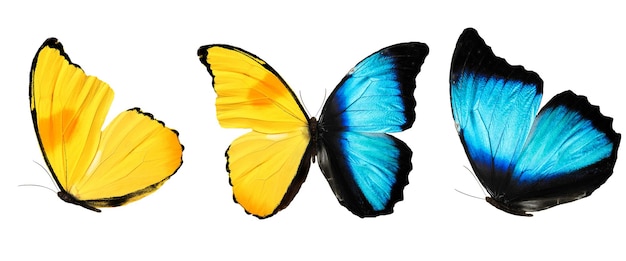 Three butterflies with blue yellow wings isolated on white background