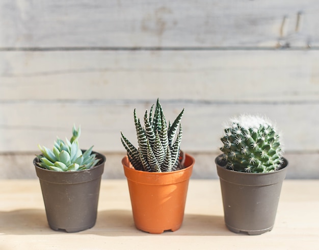 Three cactus against wood