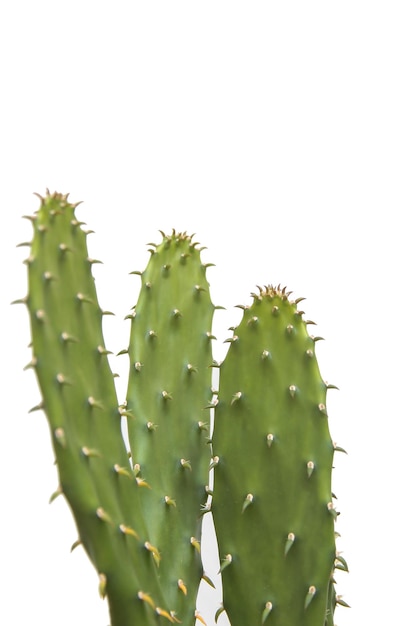 Three cactus isolated on white background 