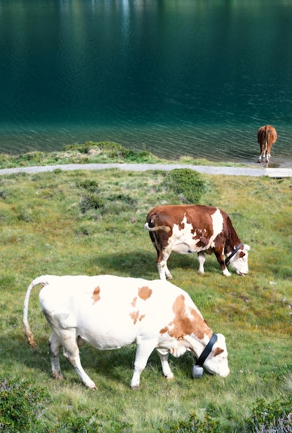 Фото Три спокойных коровы на пастбище