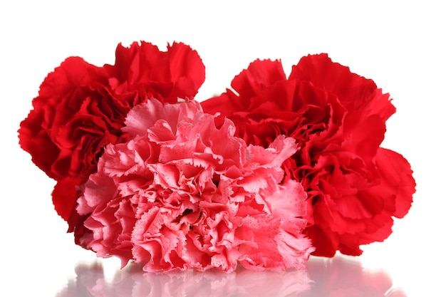 Three carnation isolated on white