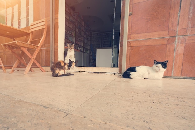 開いたドアの近くの庭に 3 匹の猫が座っています。