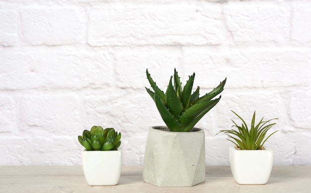 Three ceramic pots with plants on gray table on white