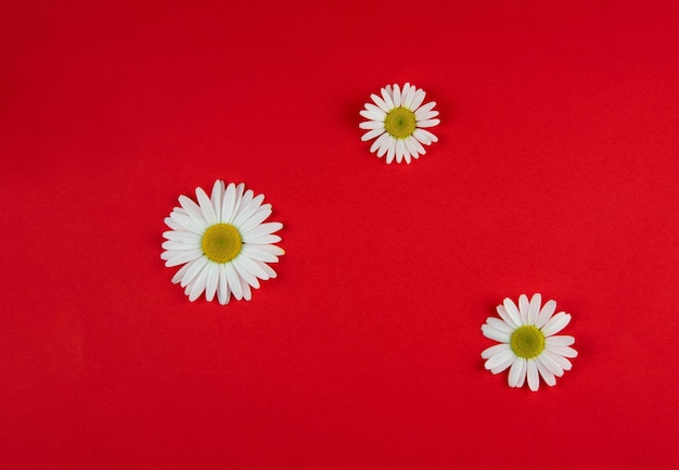 Three chamomile flowers of different sizes lie in different places on a red background