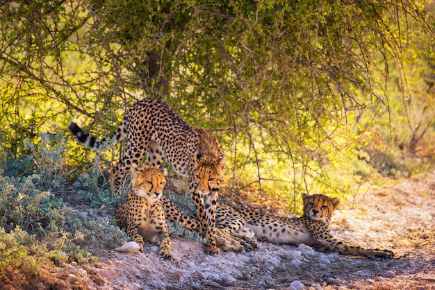 Three cheetahs in the Etosha National Park