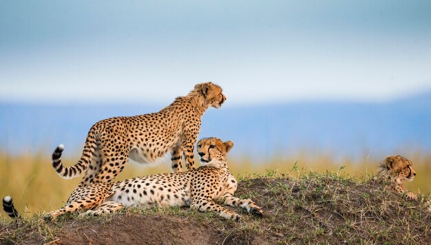 Three cheetahs in the savannah.