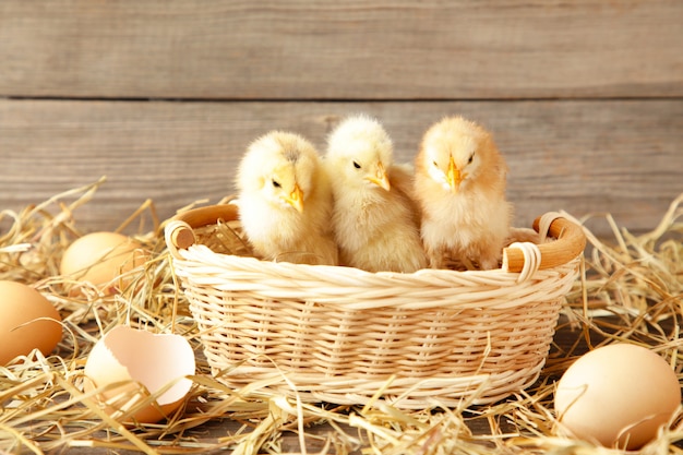 Three chicks in a basket on grey background