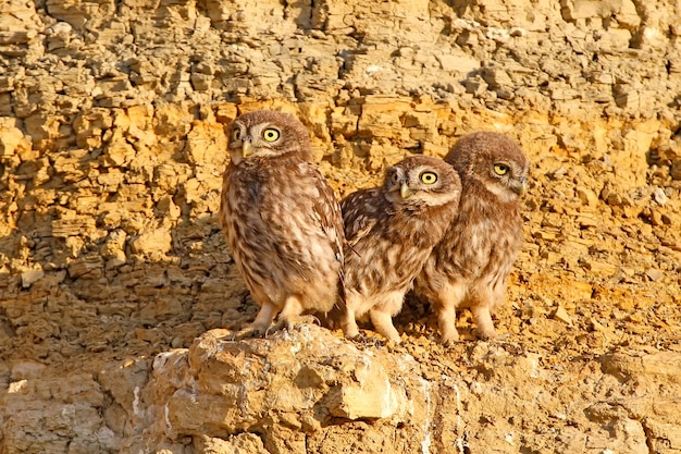 Three chicks of little owl near nest in magic evening light.