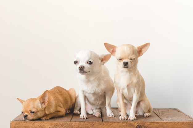 Three chihuahas on a wooden box