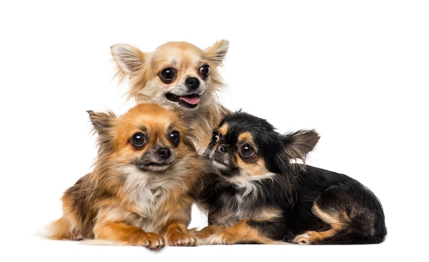 Three chihuahuas in front of a white wall