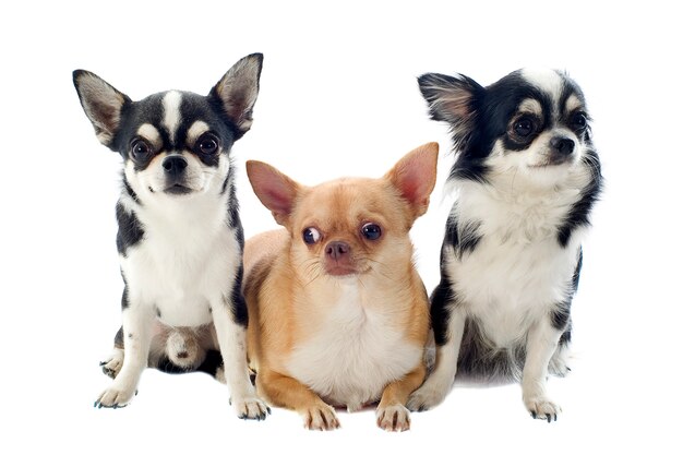 Three chihuahuas posing