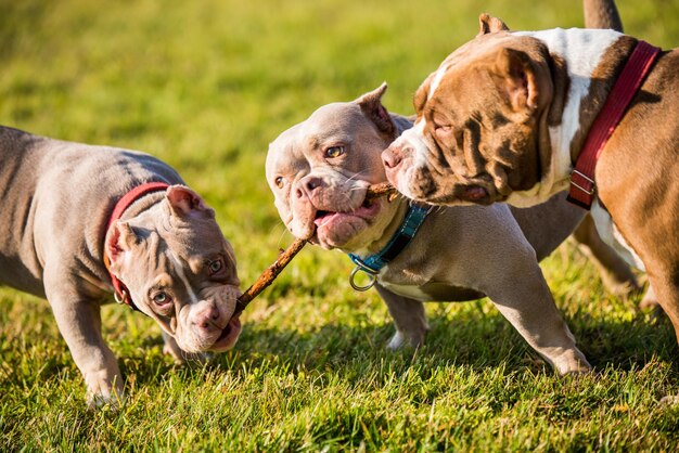 Three chocolate color american bully dogs are walking