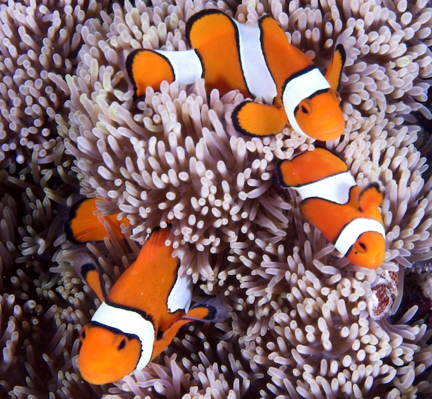 Photo three clownfish swimming around coral in sea