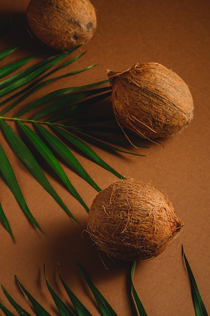 Three coconut fruits with palm leaves on vibrant brown plain background, tropical concept, angle view