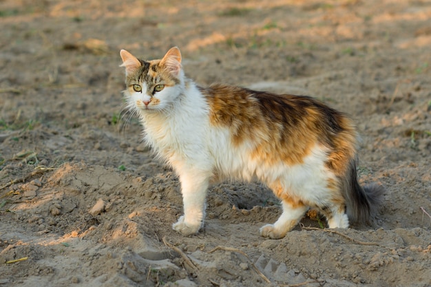 Three-colored cat on the hunt in the field