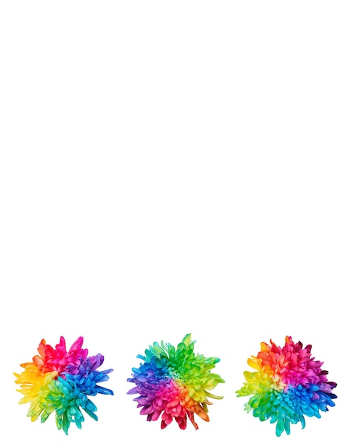 Three colored chrysanthemums on white background isolated