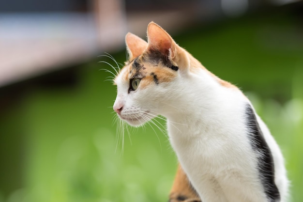 Three-colored striped cat walking on the wall