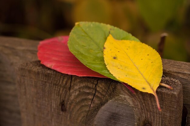 Three colorful autumn leaves are lying on the fence board, with a blurry background