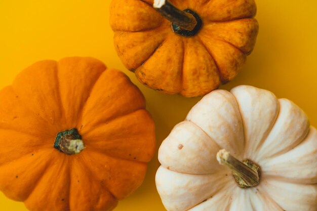 Photo three colorful small pumpkins on a yellow background top view closeup